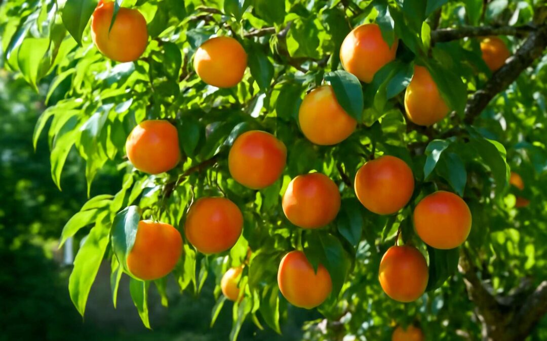 Secrets to a thriving orchard: are nectarines easy to grow and harvest fast