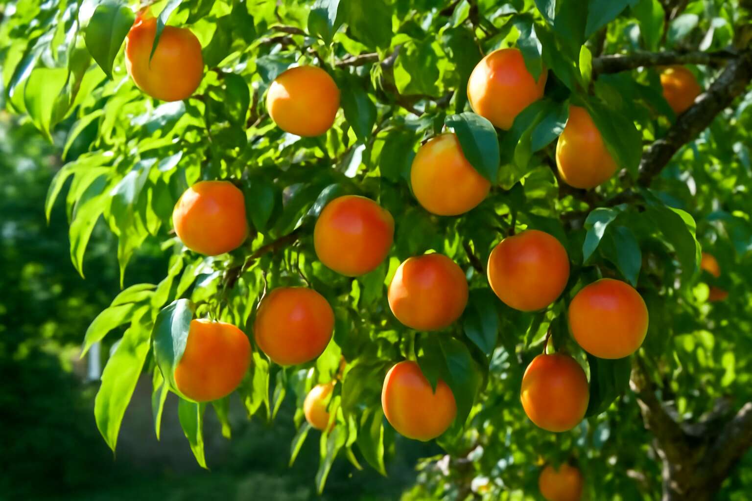 are nectarines easy to grow