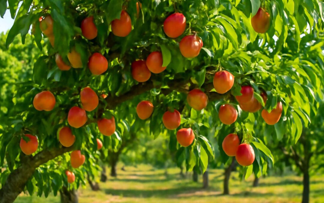 Secrets for Backyard Growers: is it hard to grow nectarines and harvest sweetness.
