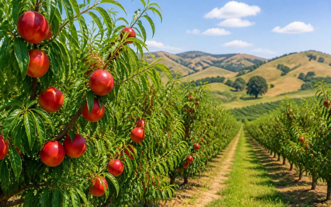 Where Nectarines Grow: Top Regions and Climate Tips