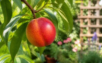 How to grow nectarines at home: from pit to harvest.